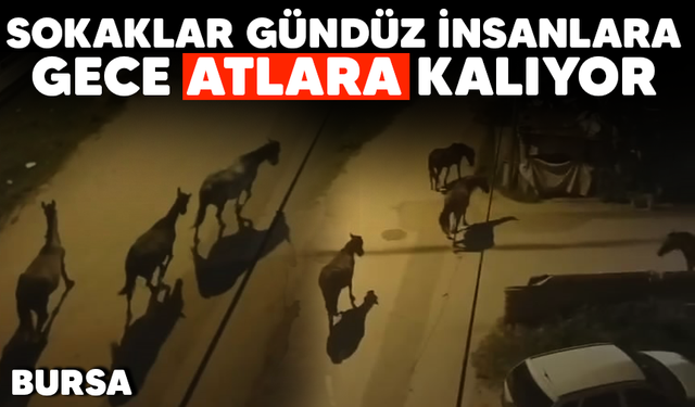 Bursa'da sokaklar gündüz insanlara, gece atlara kalıyor