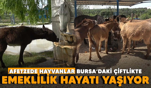 Afetzede hayvanlar Bursa’daki çiftlikte emeklilik hayatı yaşıyor