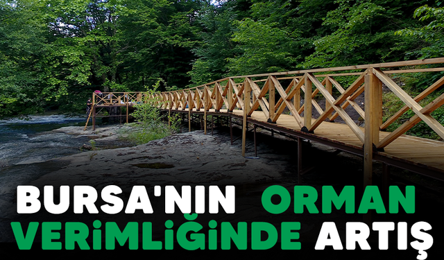 Bursa'nın  orman verimliğinde artış