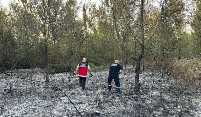 Hendek’te ormanlık alanda yangın