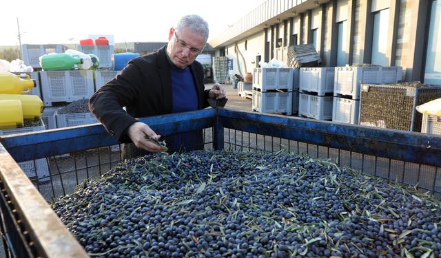 Mudanya Belediyesi kendi zeytin markasını kuracak