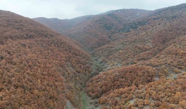 Bilecik’te sonbahar manzaralarını görenler hayran kalıyor