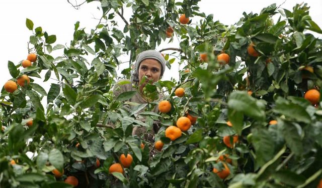 Coğrafi işaretli Havran mandalinasında hasat başladı