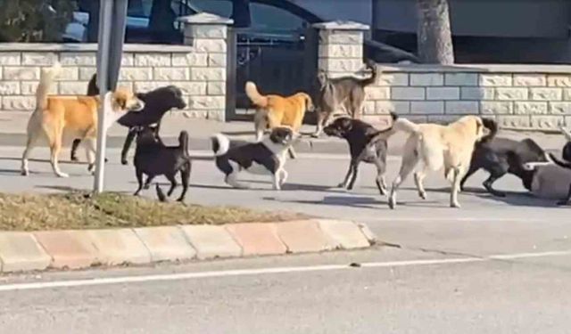 Sürü halindeki 15 köpeğin kavgası korkuttu