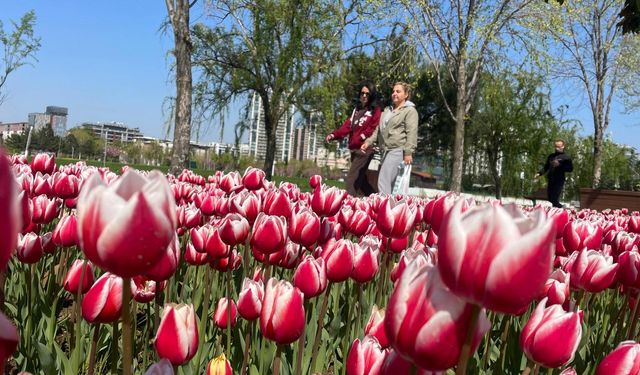 Bursa'ya lale çok yakışıyor