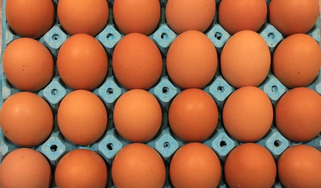 Üniversiteli tavukların yumurtaları daha hesaplı