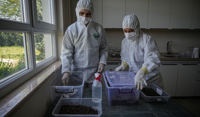 Bursa'da çam ormanları terminatörlere emanet