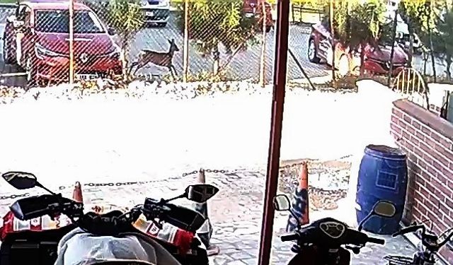 Bahçesindeki karacayı görünce hayrete düştü
