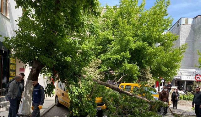 Çanakkale’de fırtınada kırılan ağaç dalı araçların üzerine devrildi