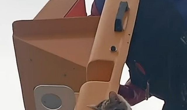 Elektrik direğinde mahsur kalan kedi kurtarıldı