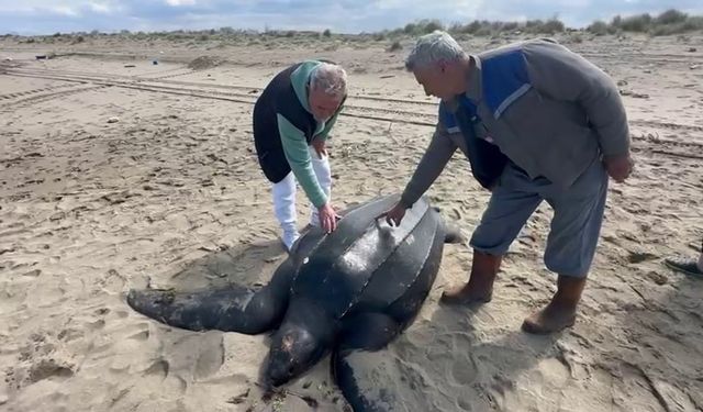 Soyu tükenme riskiyle karşı karşıya: Deri sırtlı kaplumbağanın boyutu hayrete düşürdü