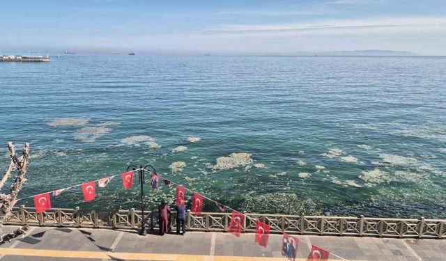 Tekirdağ kıyılarında müsilaj benzeri beyaz tabaka tedirgin etti