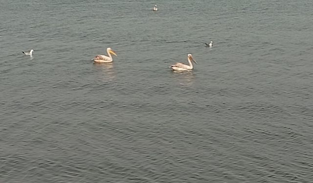 Pelikanlar İznik Gölü'nü süsledi