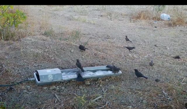 Suluklar, sıcak havalarda yaban hayatının can damarı oldu