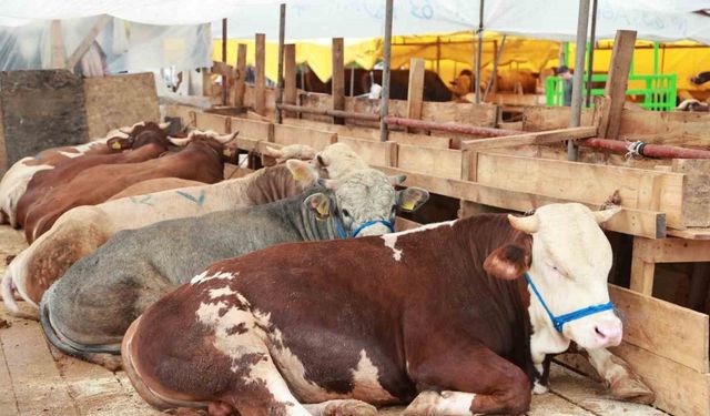 Balçık’ta kurban mesaisi başladı