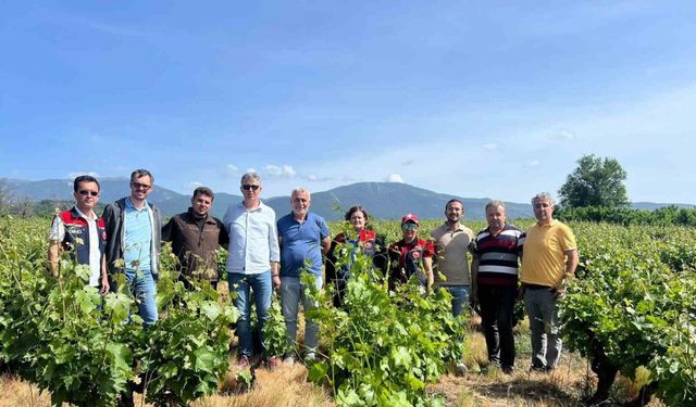 Çanakkale’de yaşanan don sonrası bağlarda saha tespit çalışmaları yapıldı