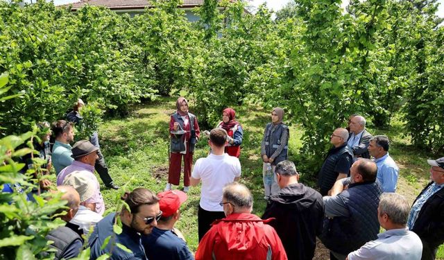 Sakarya’da kahverengi kokarca kabusuyla mücadele başladı: sahada çiftçilere feromon tuzağı ulaştırılıyor