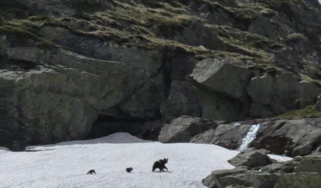 Uludağ'da kış uykusundan uyanan ayı ailesi görüntülendi