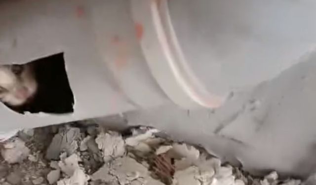 İnegöl'de yavru kediyi böyle kurtardılar
