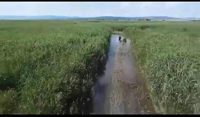 Sazlıkta kaybolan sülükçü dronla bulundu