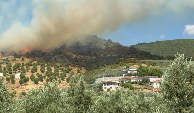 Bursa İznik'te büyük orman yangını