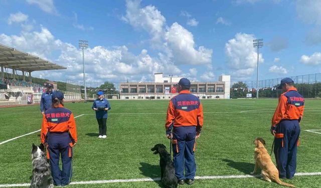 9 ülkeden 27 arama kurtarma köpeği İstanbul’daki şampiyonada yarıştı