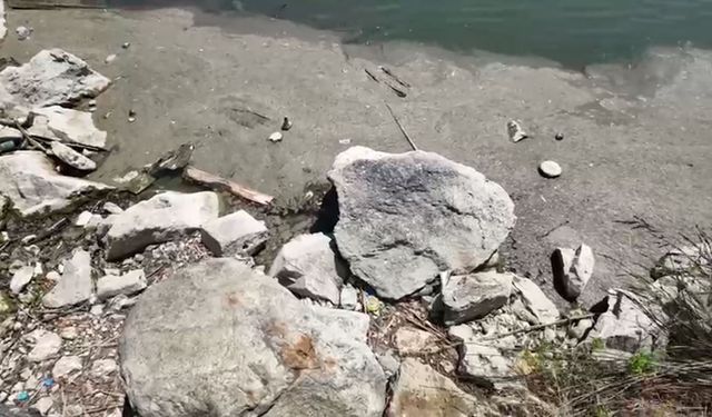 Bakırköy Botanik Parkı 14 aydır kapalı: "Bir çevre katliamıyla karşı karşıyayız"