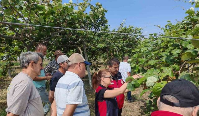 Çanakkale’de kahverengi kokarcalara karşı doğaya samuray arısı salındı