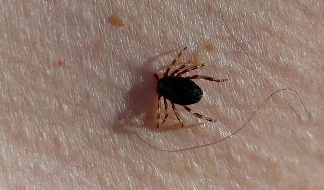 Pikniğe çıkarken kene riskine karşı buna dikkat edin