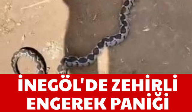 İnegöl'de zehirli engerek paniği