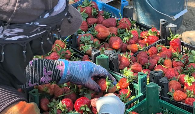 İNEGÖL'DE KIRMIZI ELMAS HASADI BAŞLADI