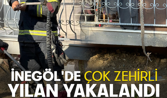 İnegöl'de çok zehirli yılan yakalandı
