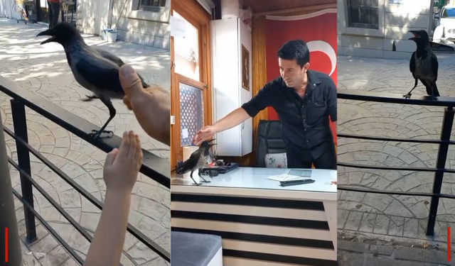 Yaralı kargayı Bursalı esnaf kurtardı