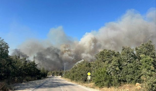 Bursa'da orman yangını