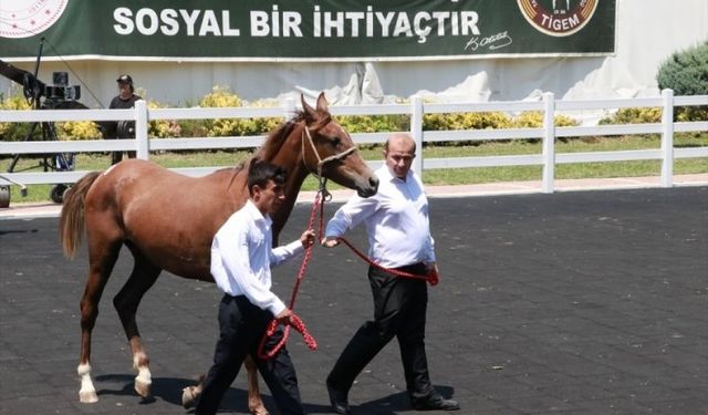 TİGEM tay satışından tek seferde 23 milyon 45 bin liralık gelir elde etti