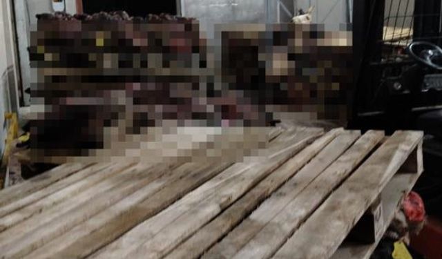 Gemlik'te sağlıksız şartlarda istiflenmiş çok sayıda hayvan kafası bulundu