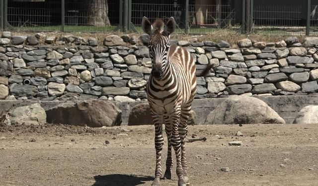 Bursa Hayvanat Bahçesi'nde zebra ailesi genişliyor