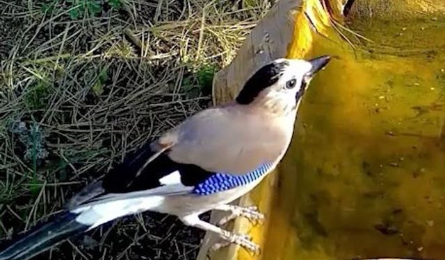 Ormanların renkli sesi alakarga Uludağ'da görüntülendi