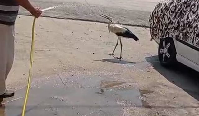 İnegöl'de sıcaktan bunalan leyleği hortumla serinletti