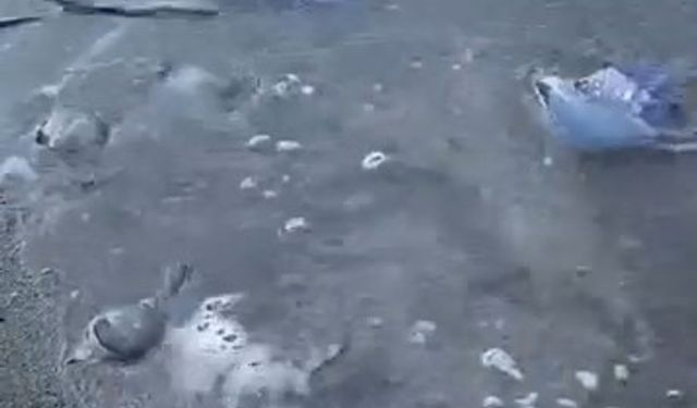 Mavi denizanaları Gemlik sahilini sardı