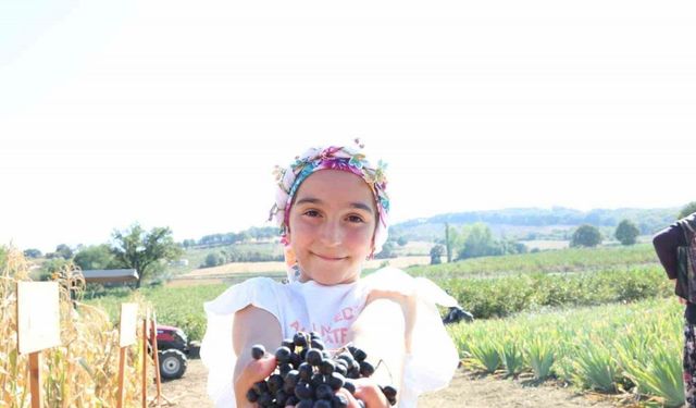 Aronya yetiştiriciliğinde Türkiye 3’üncüsü olan Çanakkale’de ilk hasat gerçekleştirildi