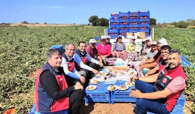 Çanakkale’de İl Tarım Müdürlüğünden üreticilere domates hasadı ziyareti