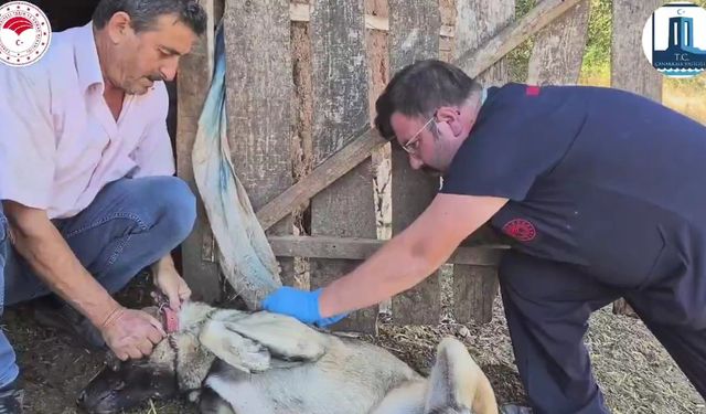 Çanakkale’de ’Sürü Köpeklerine Mikroçip Takılması ve Kimliklendirilmesi Projesi’  hayata geçti