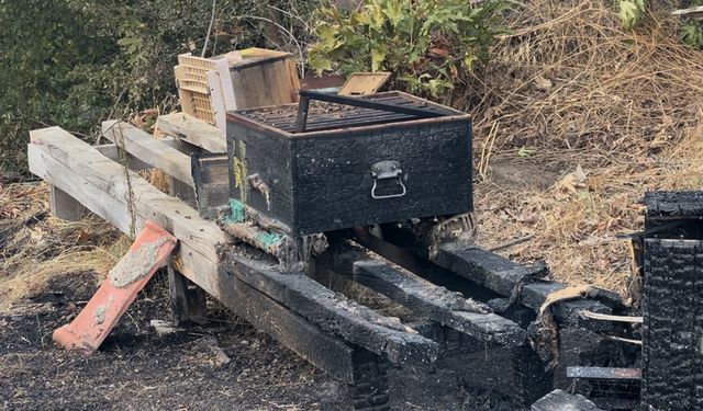 Çanakkale’deki orman yangınında arı kovanları alevlere teslim oldu
