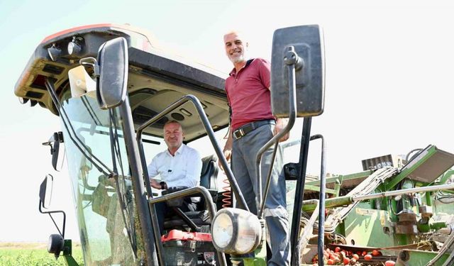 Domatesin başkenti Karacabey’de hasat sezonu sürüyor