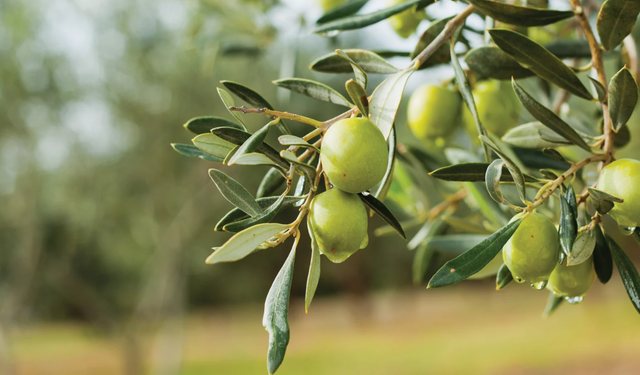 Zeytin yaprağında bulunan güçlü antioksidan ile böbrek hasarını önlemeyi hedefliyorlar