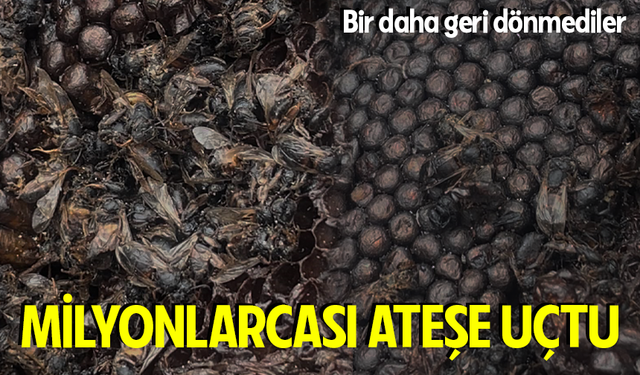 Milyonlarcası ateşe uçtu bir daha geri dönmedi