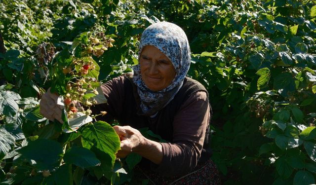 Bursa Orhaneli’de ahududu yetiştiriciliği yükselişte