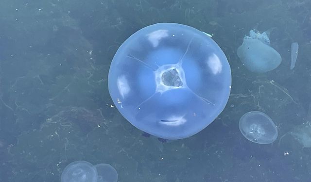 Marmara balıkçısı denizanası ve müsilajla mücadele ediyor