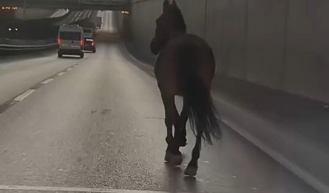 Bursa’da ana yola çıkan başıboş at trafiği birbirine kattı